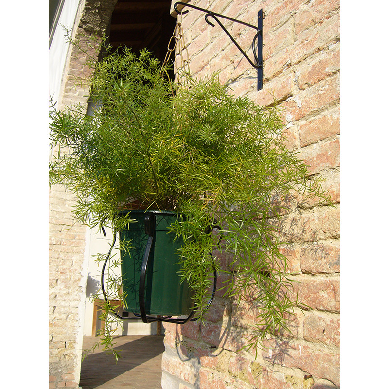 Portavaso Pendolo con mensola