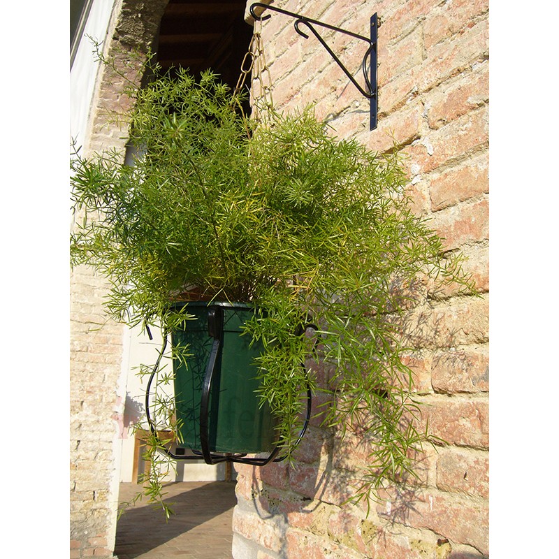 Portavaso Pendolo con mensola